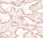 PTRF Antibody